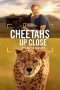 Cheetahs Up Close with Bertie Gregory (2026) Sub Indonesia